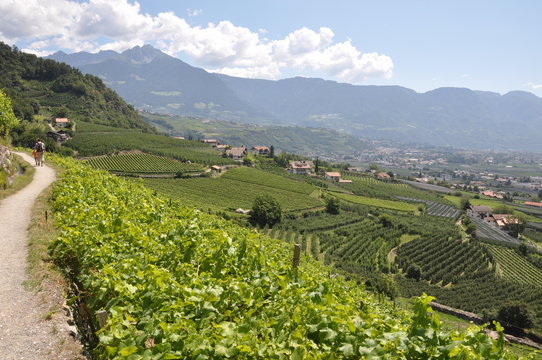 S&uuml;dtirol 12, Aussicht vom Algunder Waalweg auf Dorf Tirol und Meran, Ifinger-Gipfel