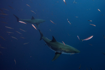 Obraz na płótnie Canvas Great White Shark in cage diving 