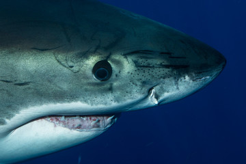 Fototapeta premium Great White Shark in cage diving 