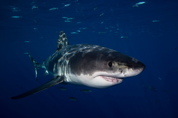 Fototapeta premium Great White Shark in cage diving 