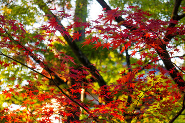 Japanese maple leaves in autumn