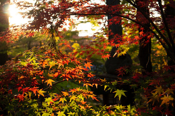 Japanese maple leaves in autumn