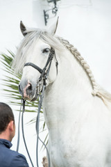 portrait of beautiful purebred PRE stallion in dressage bridle. Andalusia. Spain