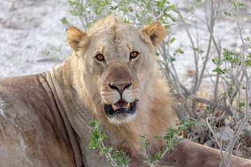 Lion resting under bush in heat