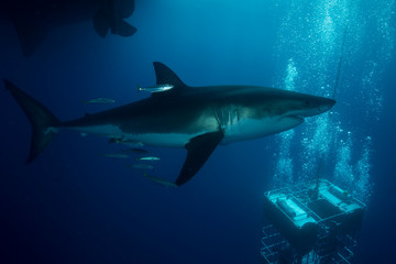 Obraz premium Great White Shark in cage diving 
