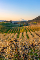 Blooming orchards at sunset with Mount Adams in the background
