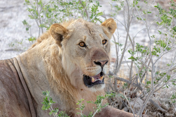 Fototapeta na wymiar Lion resting under bush in heat
