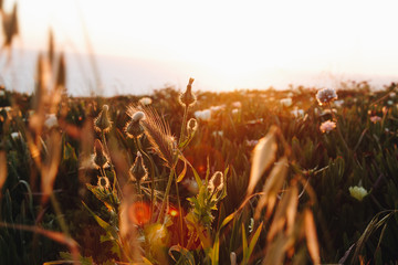 Wild meadow flowers on sunset background