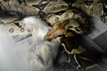 Boa constrictor eating a rat. Exotic animals in the human environment. Snake feeding by rodents