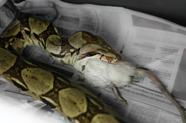 Boa constrictor eating a rat. Exotic animals in the human environment. Snake feeding by rodents