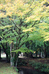 Naklejka premium 秋の紅葉