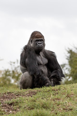Western Lowland Gorilla sitting on a hill with white background