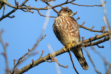 A merlin sitting on a tree branch in the pacific northwest