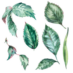 Set of Vintage Watercolor Green Leaves, Twigs, Branches, Botanical
