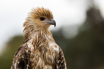Australian raptor Whistling Kite
