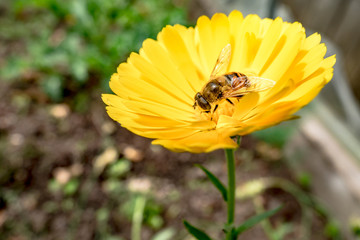 A honey bee sitting on a yellow flower