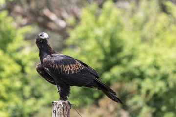 Australian wedged tail eagle sitting on a post