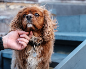 Brown dog with hand patting chin