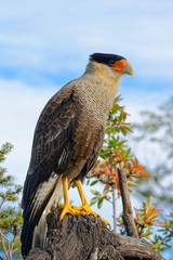 portrait of scavenger bird, known as caracara, carancho or traro, in the forest of Vicente Pérez Rosales National Park