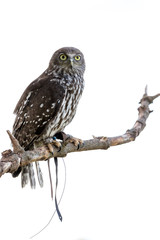 Australian Barking Owl sitting on a branch