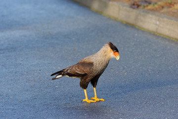 portrait of scavenger bird, known as caracara, carancho or traro. On the asphalt of Vicente Pérez Rosales National Park.