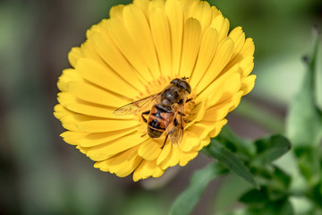 A honey bee sitting on a yellow flower