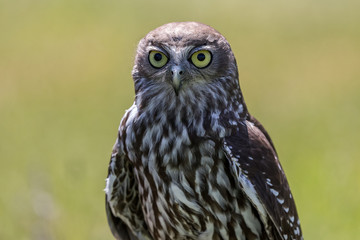 Australian barking owl with its big green eyes