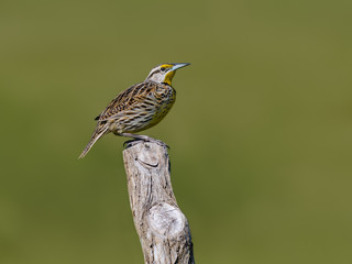 Eastern Meadowlark  Perched on Post on Green Background