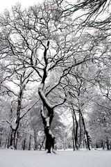 Twisted snow trees 