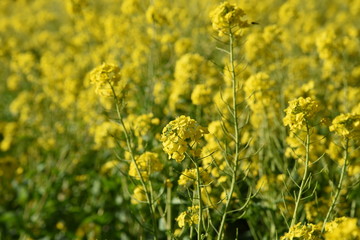 Rape blossom season coming