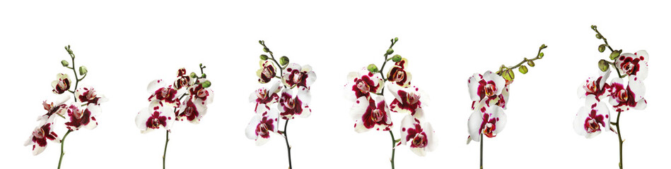 Set of beautiful orchid phalaenopsis flowers on white background