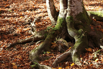 Tree roots with green moss and autumn leaves on ground in forest