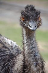 Ostrich looking at you