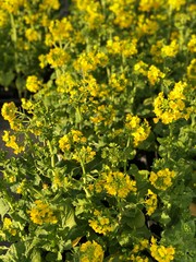 菜の花