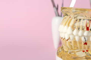 Educational model of oral cavity with teeth on color background. Space for text