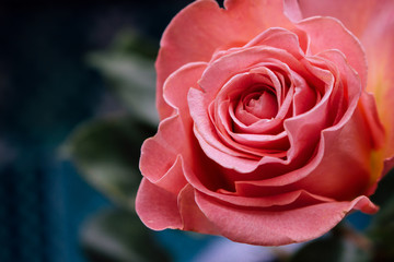 Pink rose. Pink wedding rose close up isolated on dark background.