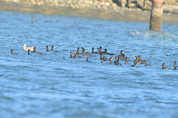 Flock of Double Crested Cormorants 