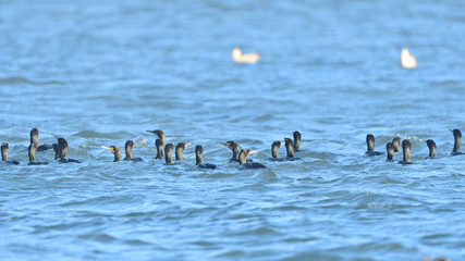 Flock of Double Crested Cormorant