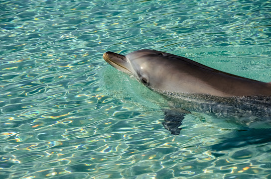 Playful Dolphin enjoying a hot summer sunny day