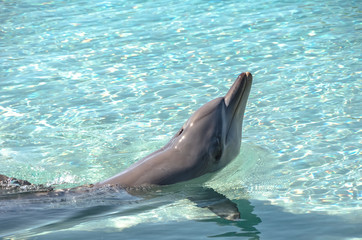 Playful Dolphin enjoying a hot summer sunny day