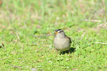 Golden Crown Sparrow on the ground