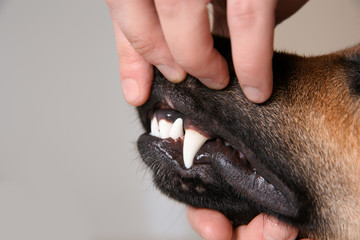 Man checking dog's teeth on light background, closeup. Pet care