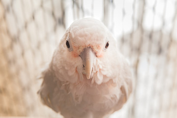 Portrait of a Goffin Cockatoo