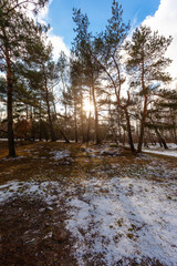 beautiful magical spring forest with sun rays between trees and melting snow