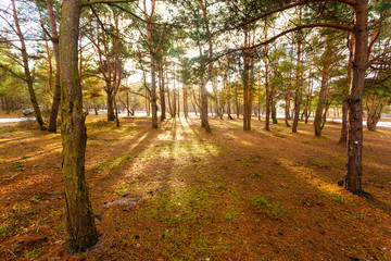beautiful magical spring forest with sun rays between trees