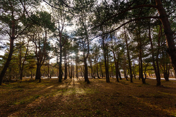 beautiful magical spring forest with sun rays between trees