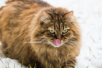 Naklejka na ściany i meble Beautiful long haired cat of siberian breed in the garden in winter time, licking lips