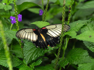 Butterfly in Conservatory
