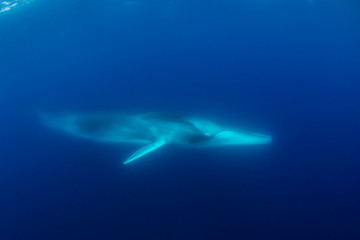 Fin whale, Atlantic Ocean, The Azores, Portugal.