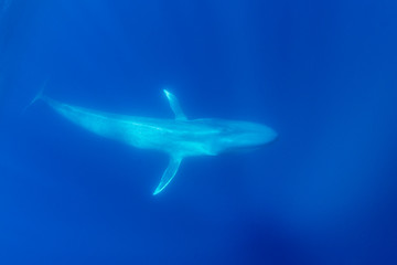 Obraz na płótnie Canvas Blue whale, Atlantic Ocean, The Azores, Portugal.